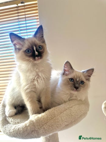 Ragdoll cats READY now, last female!! GCCF reg parents , 🤍 - Advert 14