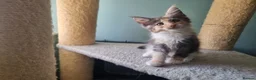 Maine Coon cats for sale: Maine Coon kittens  in Northampton - Advert 12