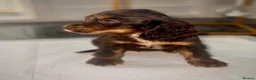 Cocker Spaniel dogs for sale: Beautiful full show type cocker spaniel 🐶🐾 - Advert 3