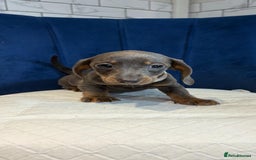 Miniature Dachshund dogs for sale: Miniature Dachshunds  - Advert 7