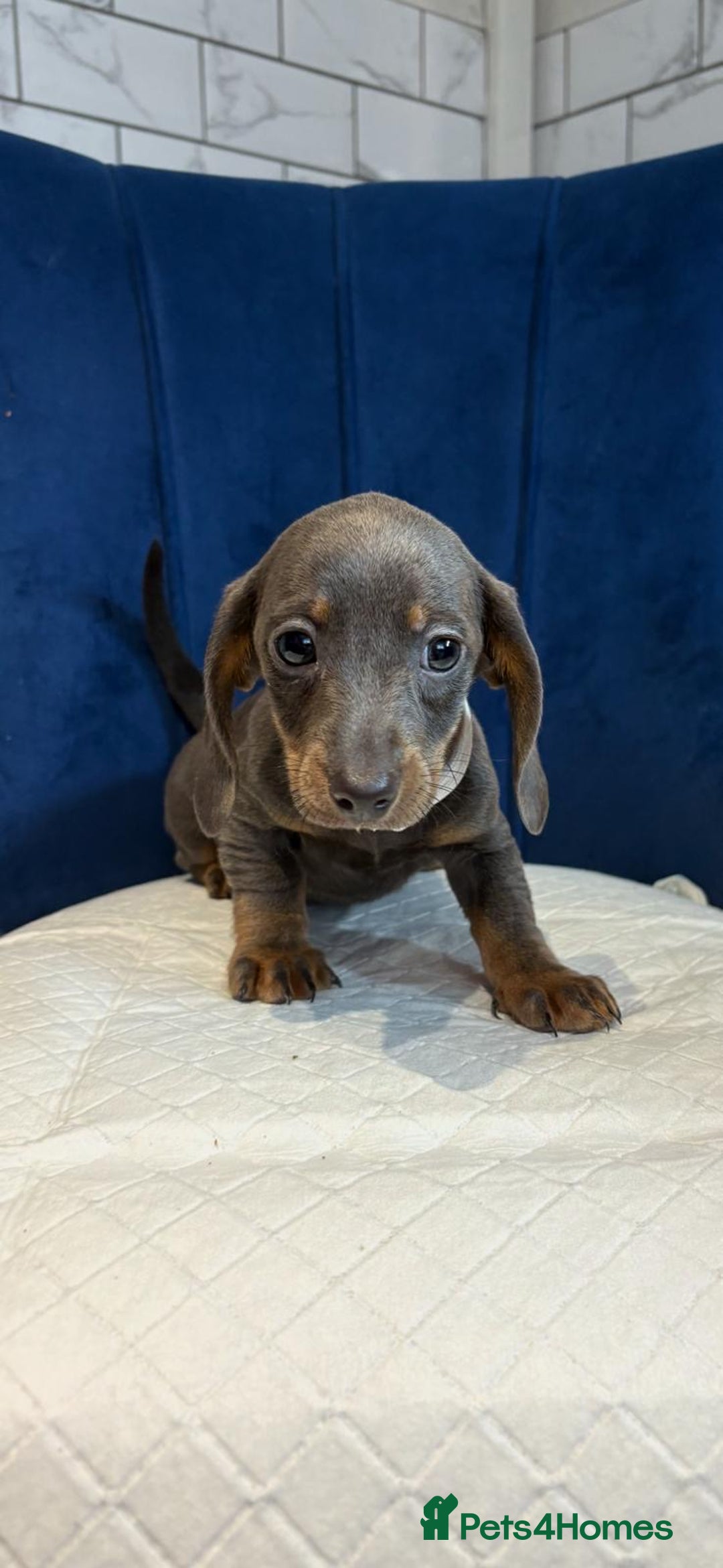 Miniature Dachshund dogs for sale: Miniature Dachshunds  - Advert 7