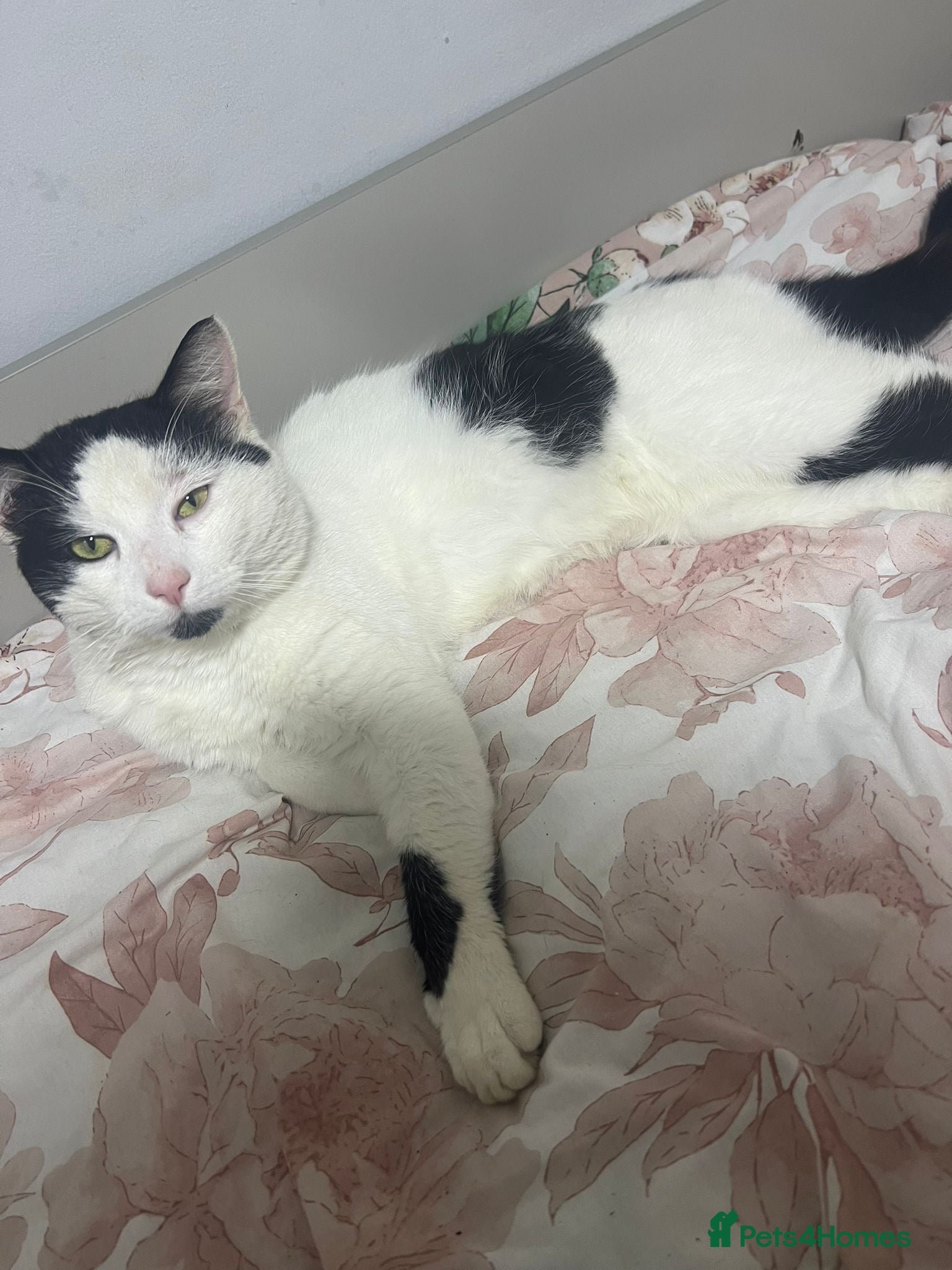 Mixed Breed cats Male cat - Advert 1