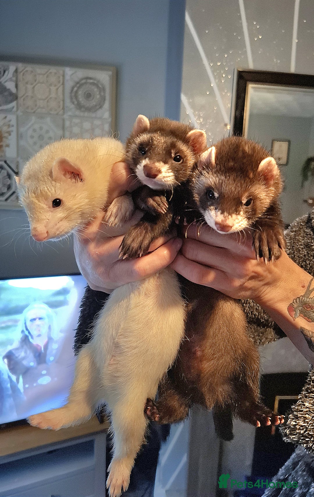 Ferret rodents for sale: 3 x male 6 month old ferrets (hob) - Image 1