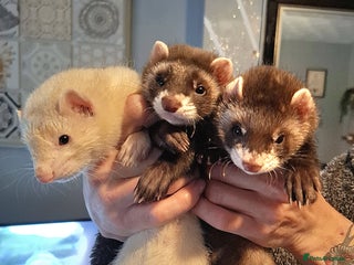 Ferret rodents - Advert 1