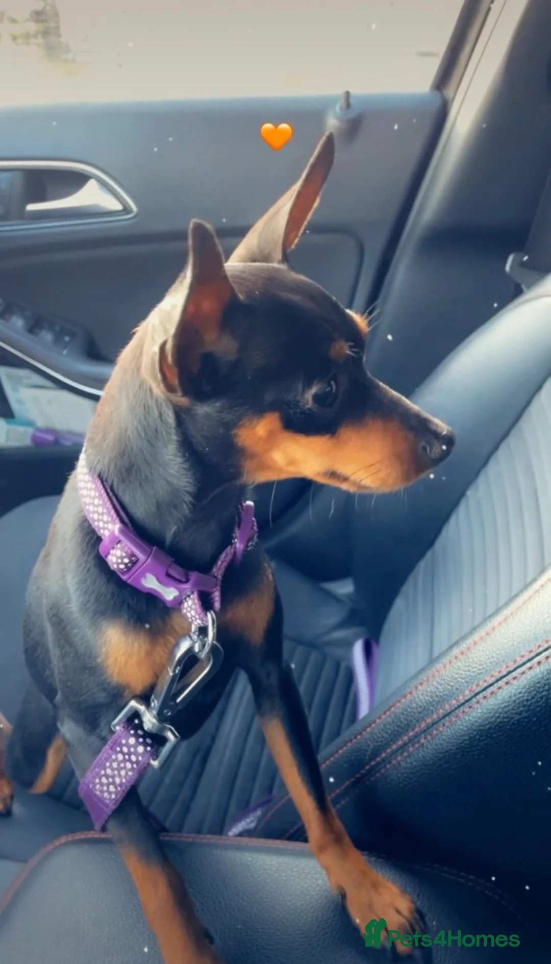 Miniature Pinscher dogs for sale: 2 Beautiful Miniature Pinscher’s - Advert 2