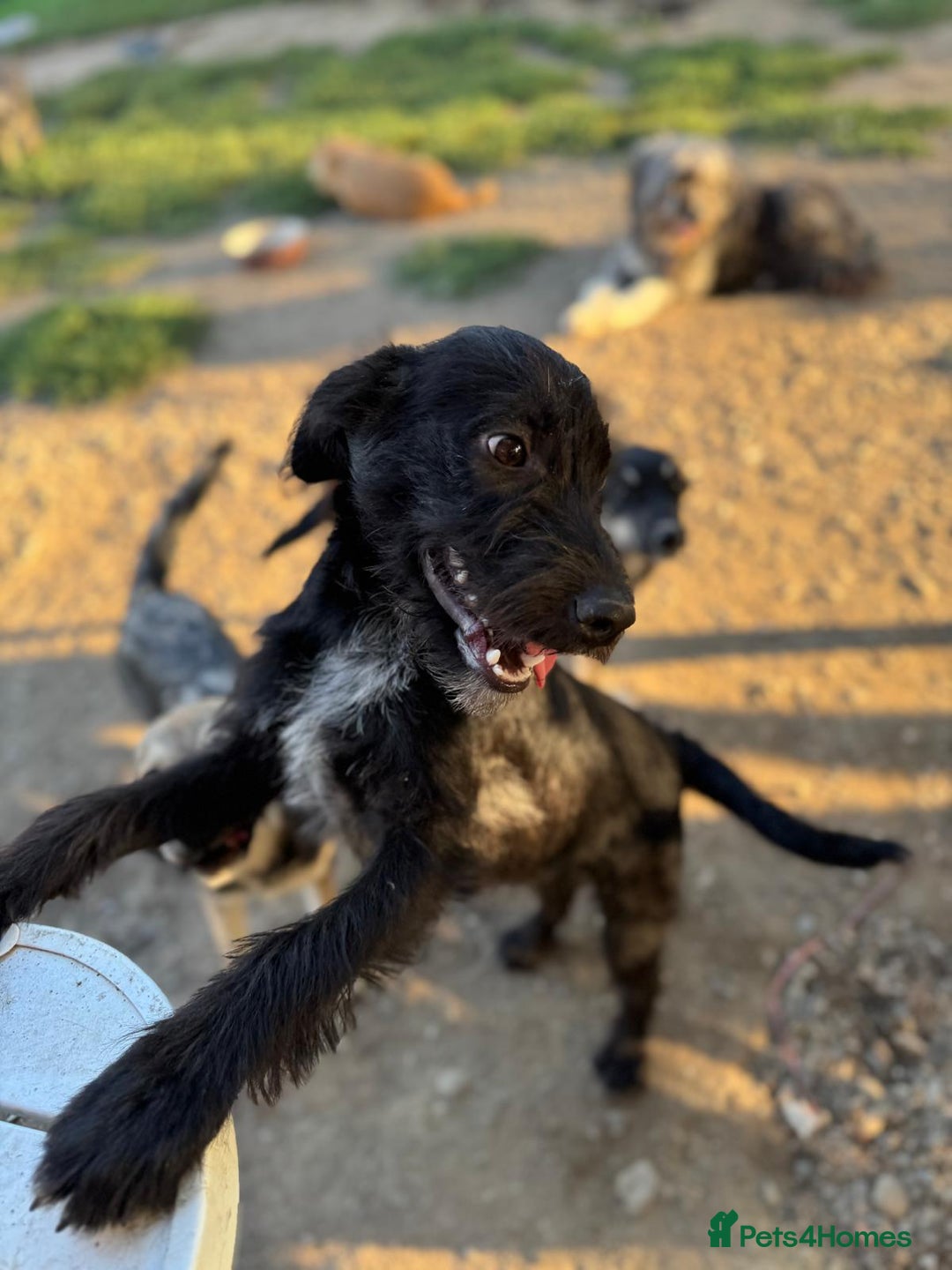 Mixed Breed dogs for adoption: LION - a Lovely young Boy, for a Loving Home - Image 12