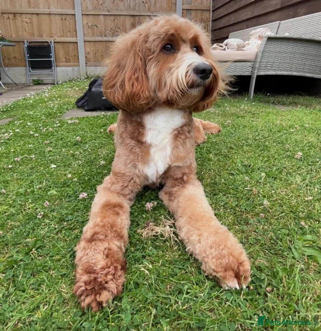 Cockapoo dogs for sale: 8x beautiful f2 cockapoos  in Wrexham - Advert 31