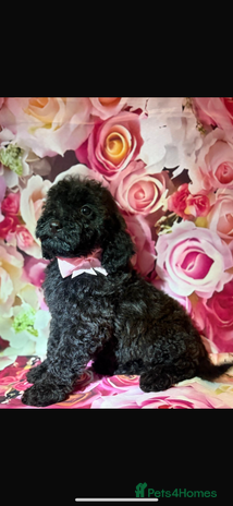 Miniature Poodle dogs - Advert 11