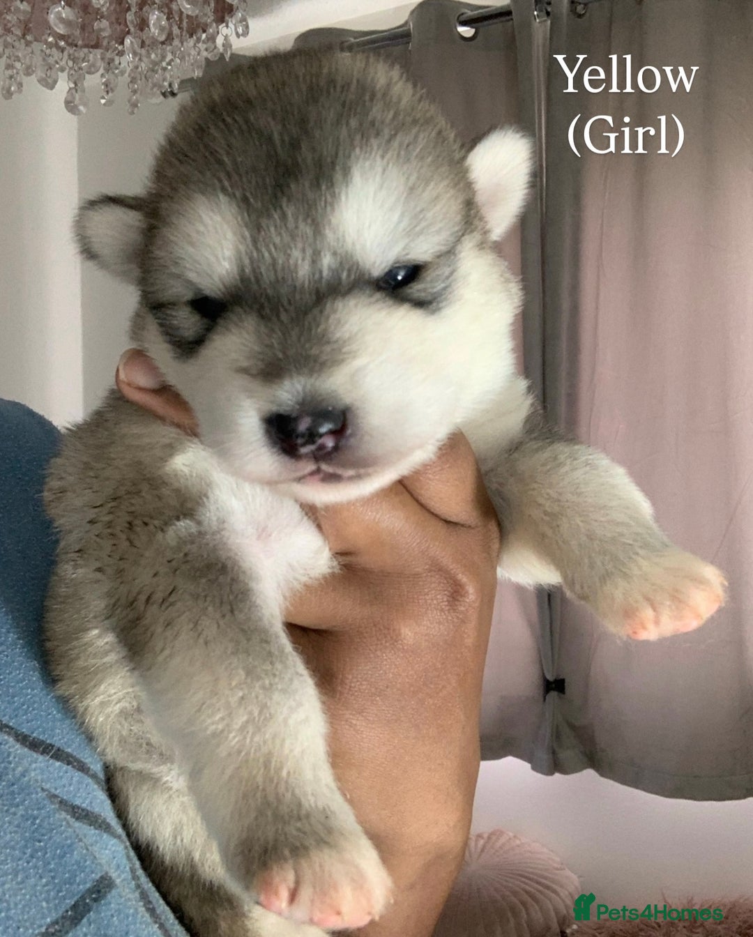 Utonagan dogs for sale: Siberian Husky cross Alaskan Malamutes Puppies - Image 3