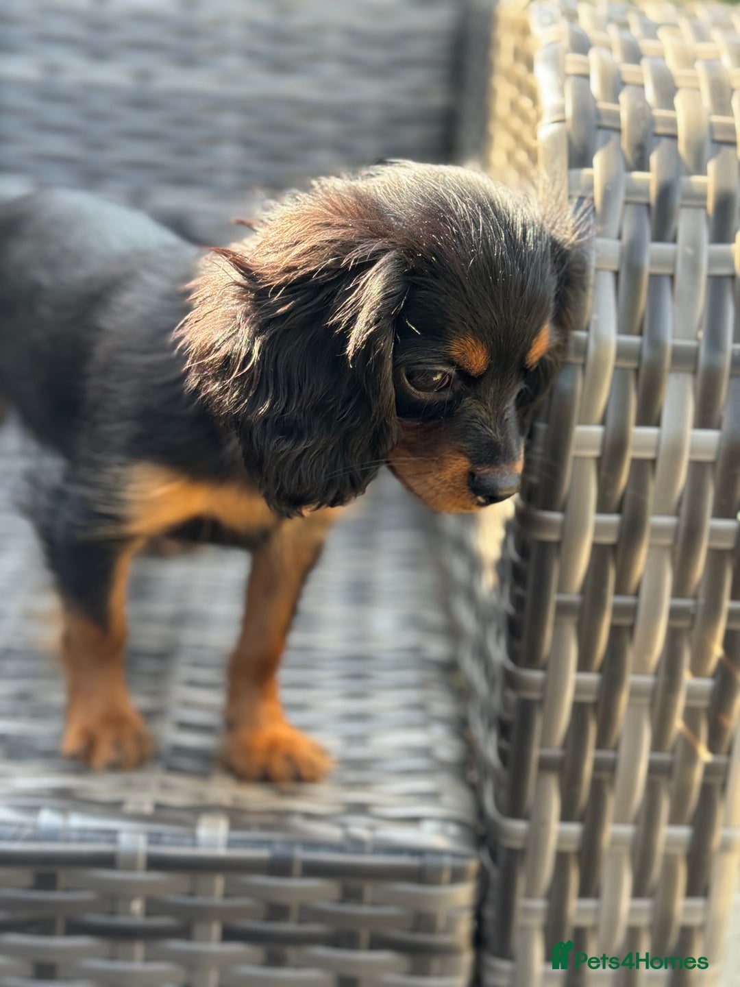 Cavapoo dogs for sale: Cavapoo rare black &tan health tested  - Image 14