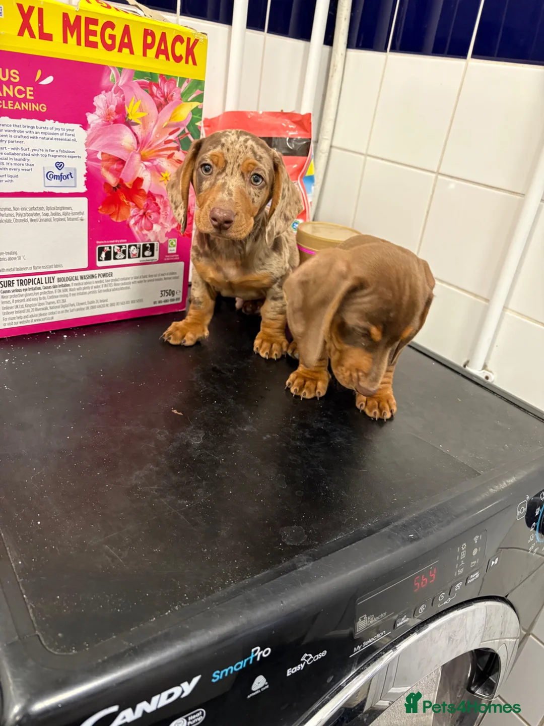 Dachshund dogs for sale: Beautiful miniature dachshund puppies for sale - Advert 7