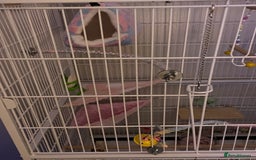 Lovebirds birds for sale: Blue Opaline female lovebird - Image 7