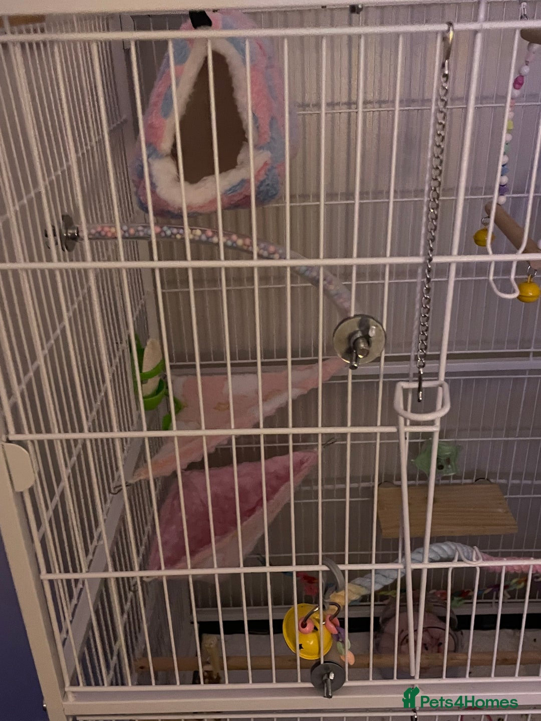 Lovebirds birds for sale: Blue Opaline female lovebird - Image 7