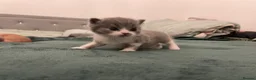 British Shorthair cats for sale: Beautiful British Shirt Hair Kittens - Advert 16