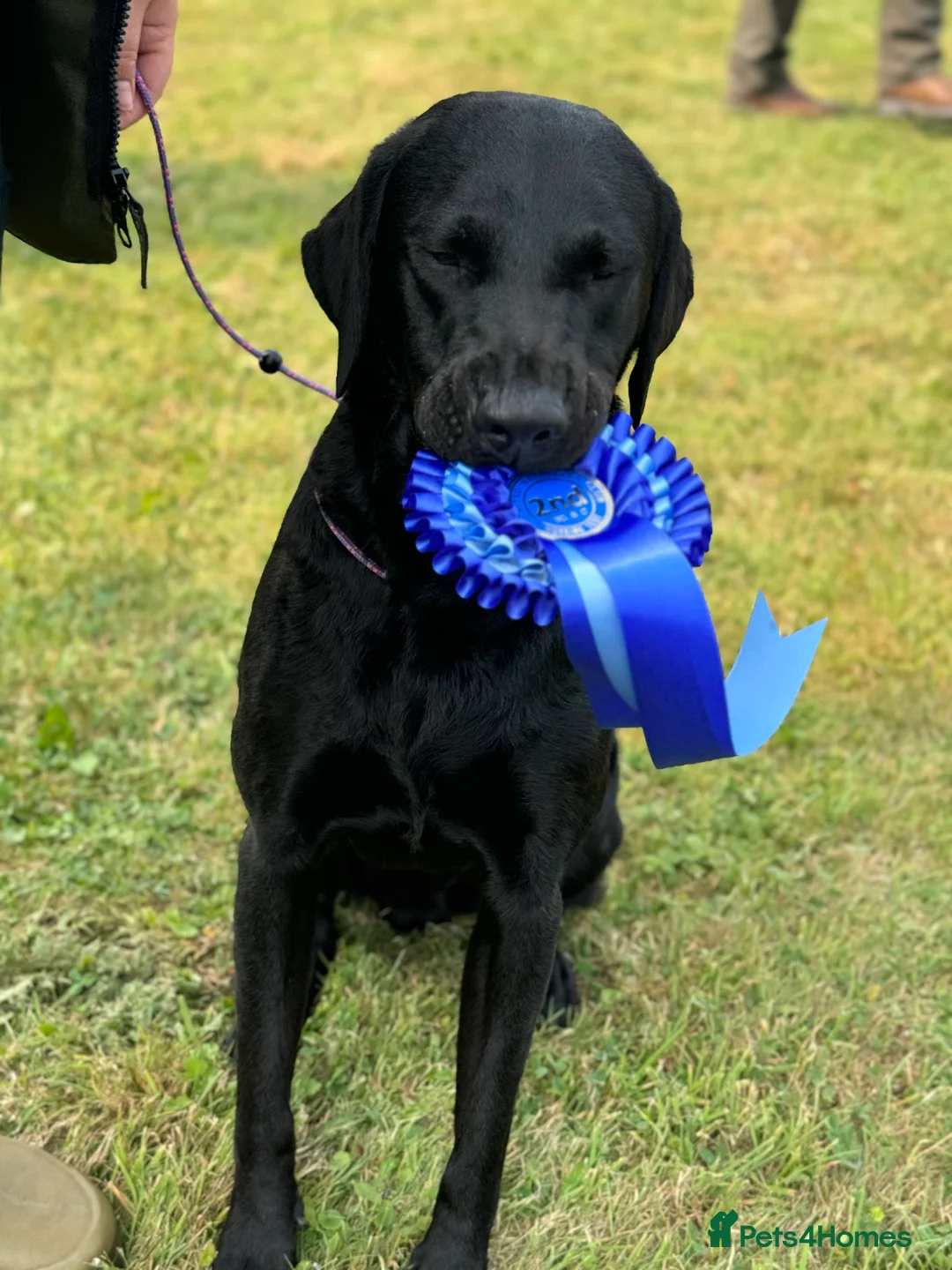 Labrador Retriever dogs for stud: FTCH sired superb lines absolute gent  in Droitwich - Advert 4