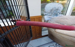 Macaws birds for sale: Blue & Gold Macaw For Sale - Image 30