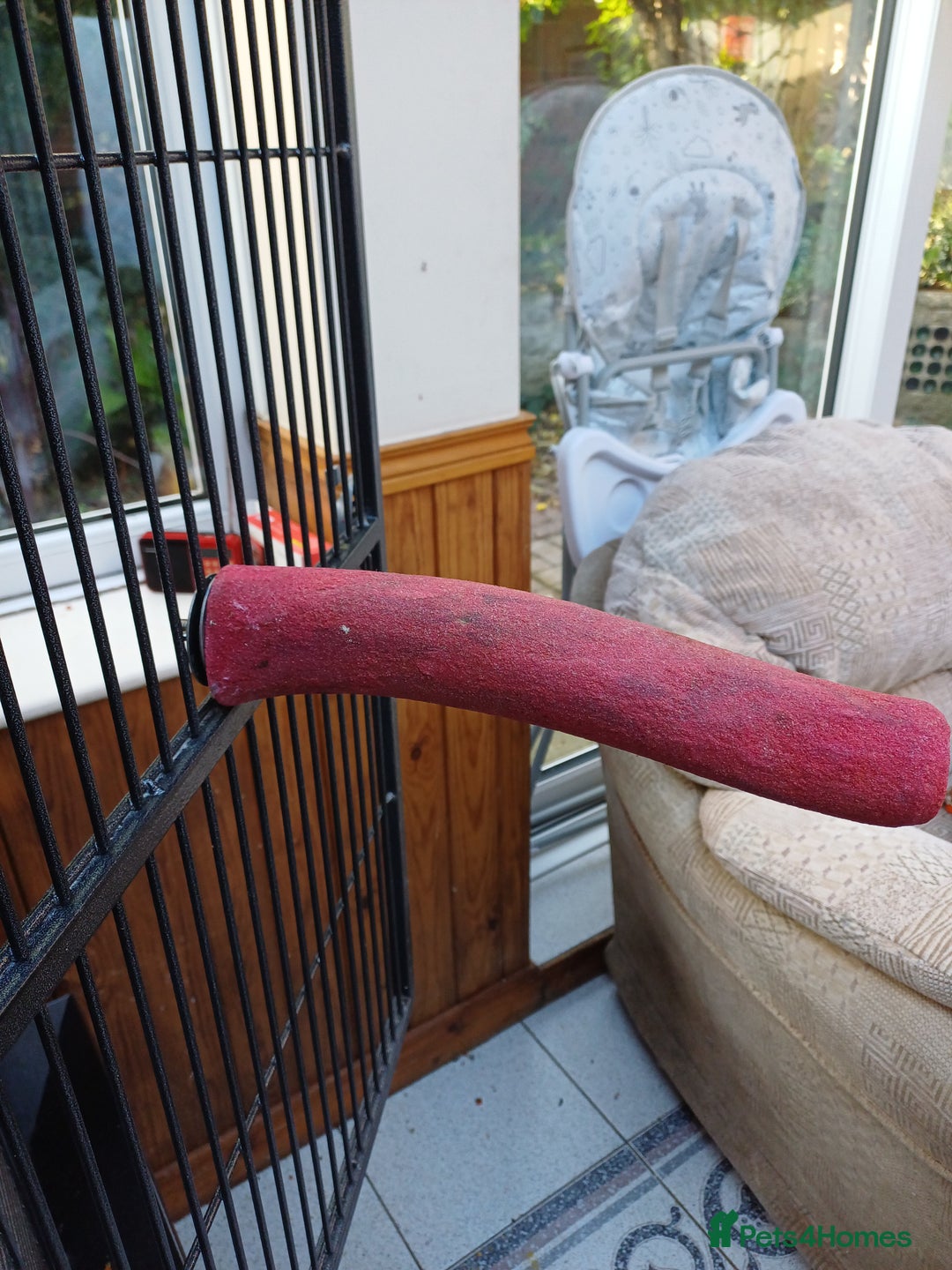 Macaws birds for sale: Blue & Gold Macaw For Sale - Image 30