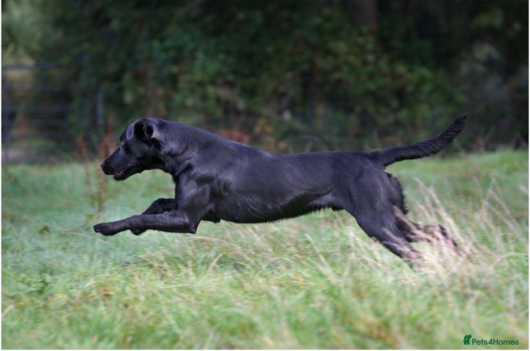 Labrador Retriever dogs for stud: At Stud Thistlecrack Grousegas Hip 0-0 Elbows 0-0 in Lymington - Image 5