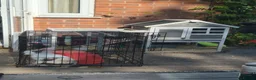 Lionhead rabbits for sale: Beautiful lion head rabbit  in Leicester - Advert 6