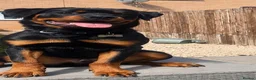 Rottweiler dogs for sale: Male Rottweiler 8 months in Edinburgh - Advert 2