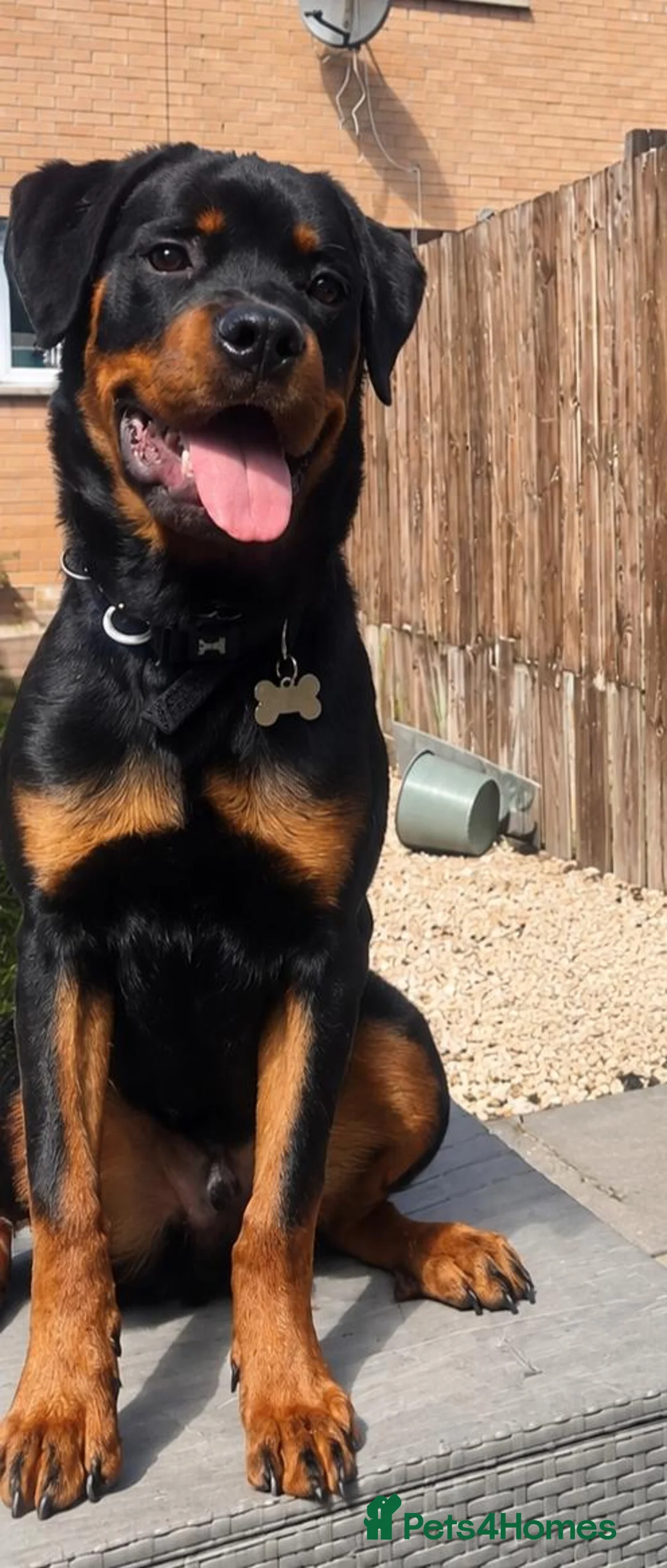 Rottweiler dogs for sale: Male Rottweiler 8 months in Edinburgh - Advert 2