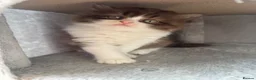 British Shorthair cats for sale: Chocolate British Shorthair Kittens - Advert 10