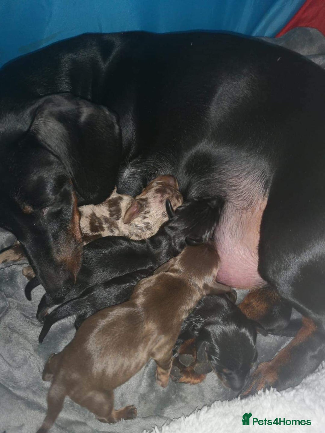 Miniature Dachshund dogs for stud: PROVEN KC Miniature Dachshund Stud in Derby - Advert 6