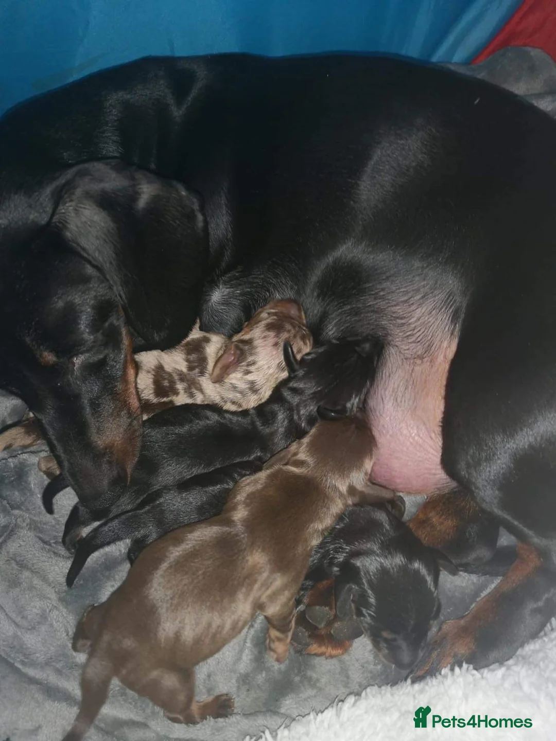 Miniature Dachshund dogs for stud: PROVEN KC Miniature Dachshund Stud in Derby - Advert 6
