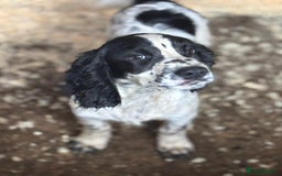 Sprocker dogs for sale: Cocker  - Image 3