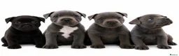 Staffordshire Bull Terrier dogs for stud: Phenomenal fertility- Proven Stud dog 2025 - Advert 2