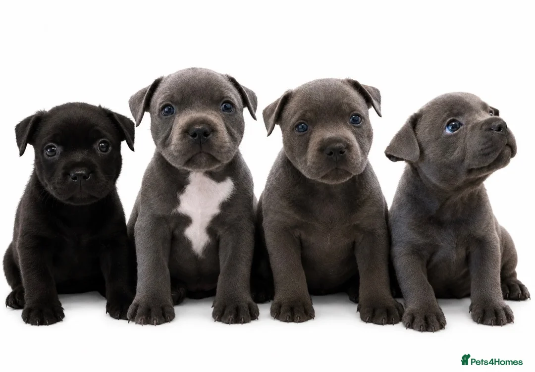 Staffordshire Bull Terrier dogs for stud: Phenomenal fertility- Proven Stud dog 2025 - Advert 2