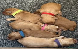 Cockapoo dogs for sale: F1 cockapoos  - Image 7