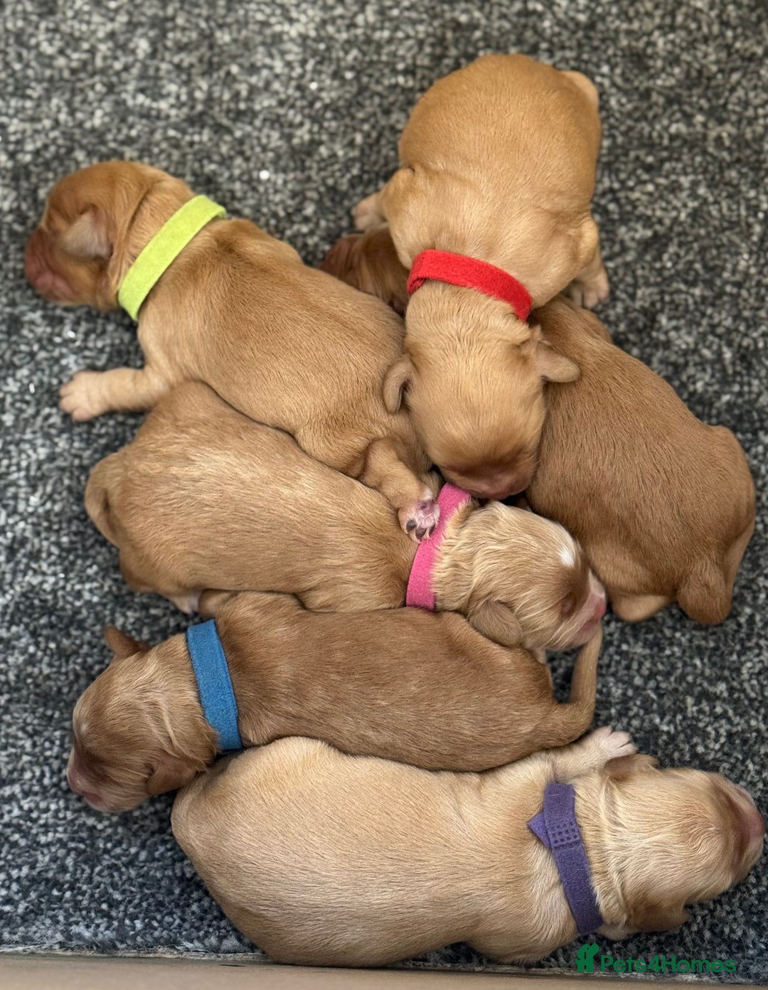 Cockapoo dogs for sale: F1 cockapoos  - Image 7