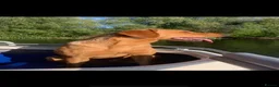 Labrador Retriever dogs for sale: 🐾  Champion Bloodline Health Tested Labradors🐾 - Advert 6