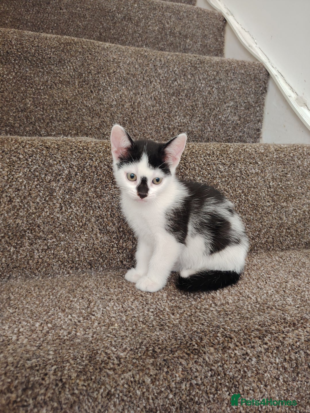 Mixed Breed cats for sale: Adorable Kittens  - Image 8