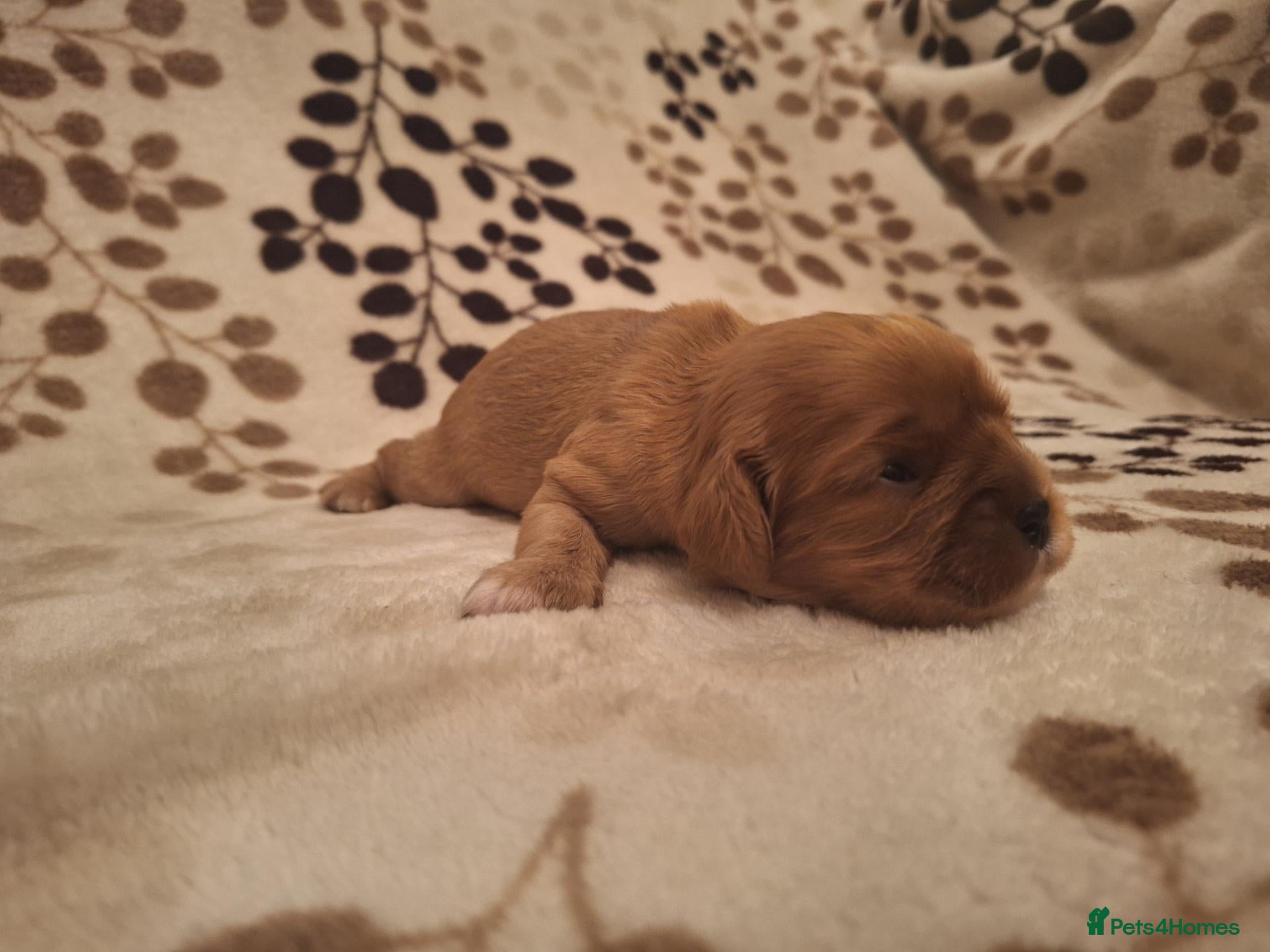 Cavalier King Charles Spaniel dogs KC,  Health Tested from Champion bloodlines  - Advert 2