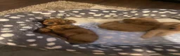 Cavapoo dogs for sale: 5 Beautiful Cavapoos from a family home.  - Advert 16
