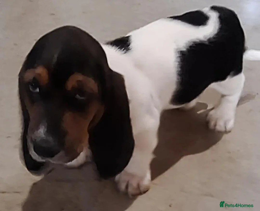 Basset Hound dogs for sale: Four Basset Hound Puppies with Loving Family Roots - Advert 2