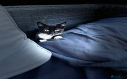 Mixed Breed cats for sale: Mitsy - Image 1