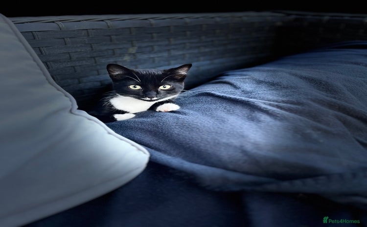 Mixed Breed cats - Advert 6