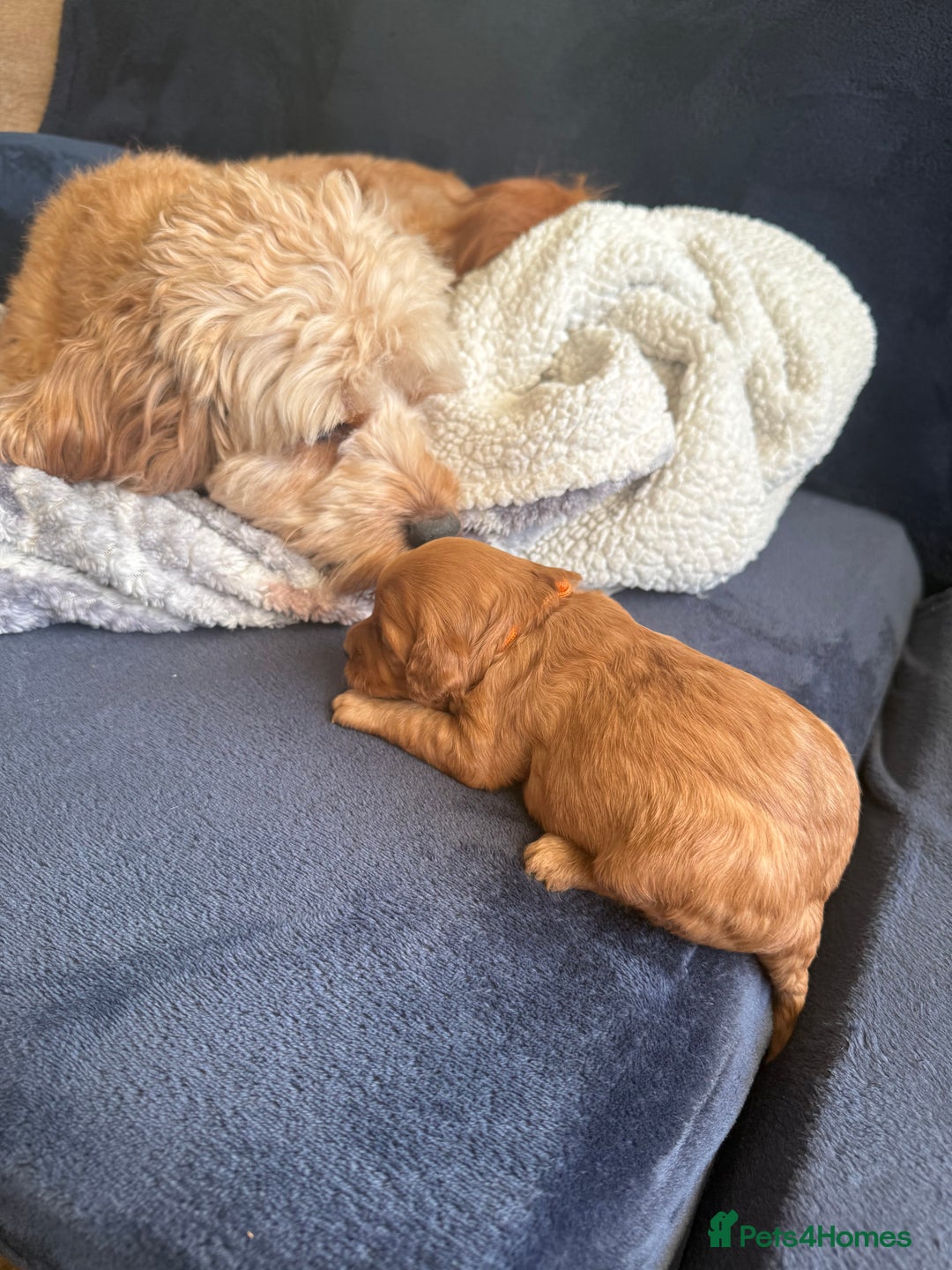 Cavapoo dogs for sale: Gorgeous F1b cavapoo pups  - Advert 5