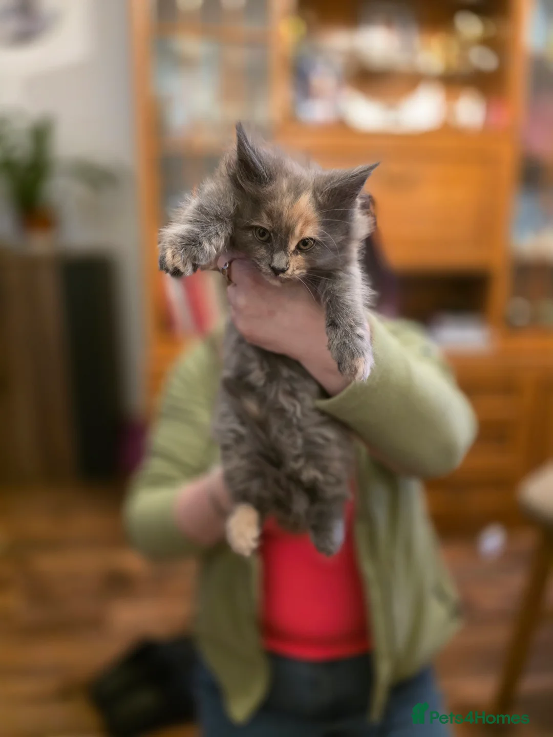 Maine Coon cats for sale: XL Maincoon kittens - Advert 5