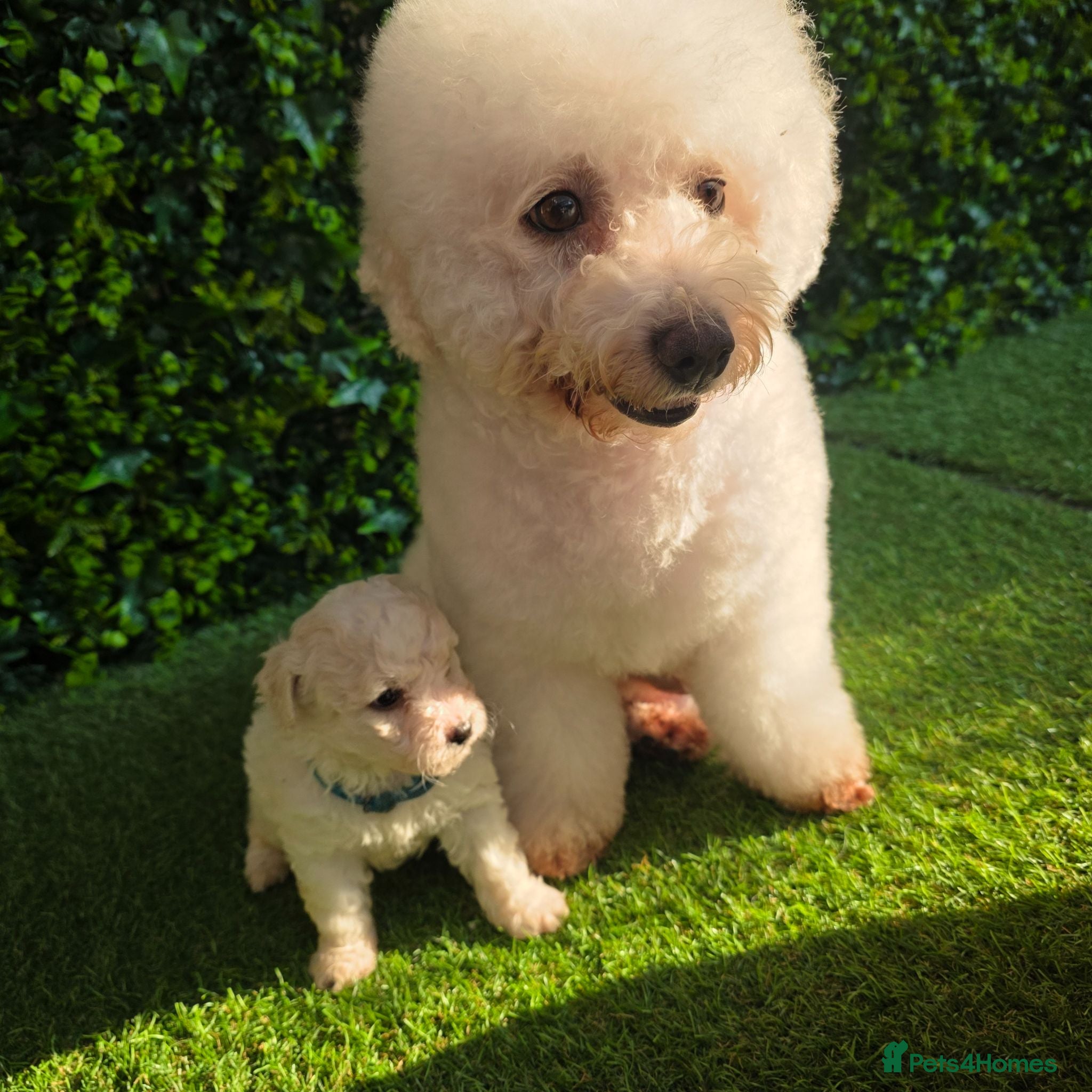 Bichon Frise dogs Bichon Frise  - Advert 1