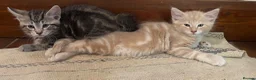 Ragdoll cats for sale: Lovely Kittens - Advert 19