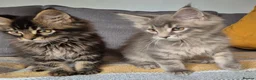 Maine Coon cats for sale: Maine coon kittens  - Advert 3