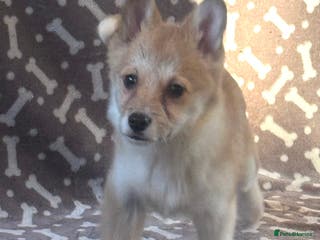 Welsh Corgi Pembroke dogs Beautiful Welsh Pembroke corgis - Advert 9