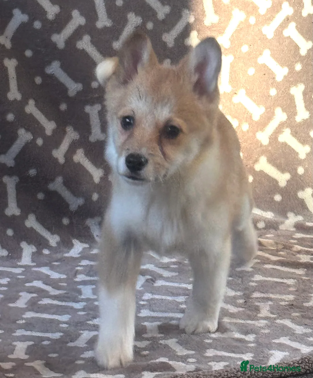 Welsh Corgi Pembroke dogs for sale: Last girl Welsh Pembroke corgi READY TO LEAVE - Advert 15