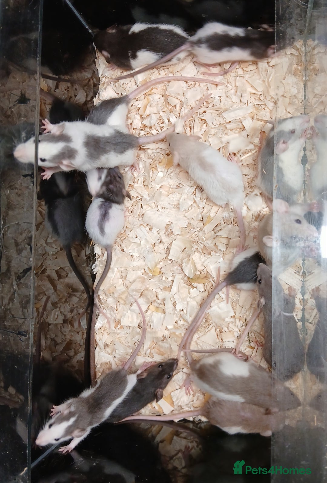 Rat rodents for sale: Baby Dumbo Rat's Males and Females - Image 6