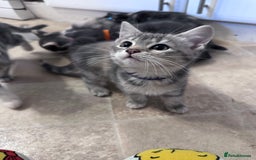 Siberian cats for sale: Siberian cross kittens - Image 7