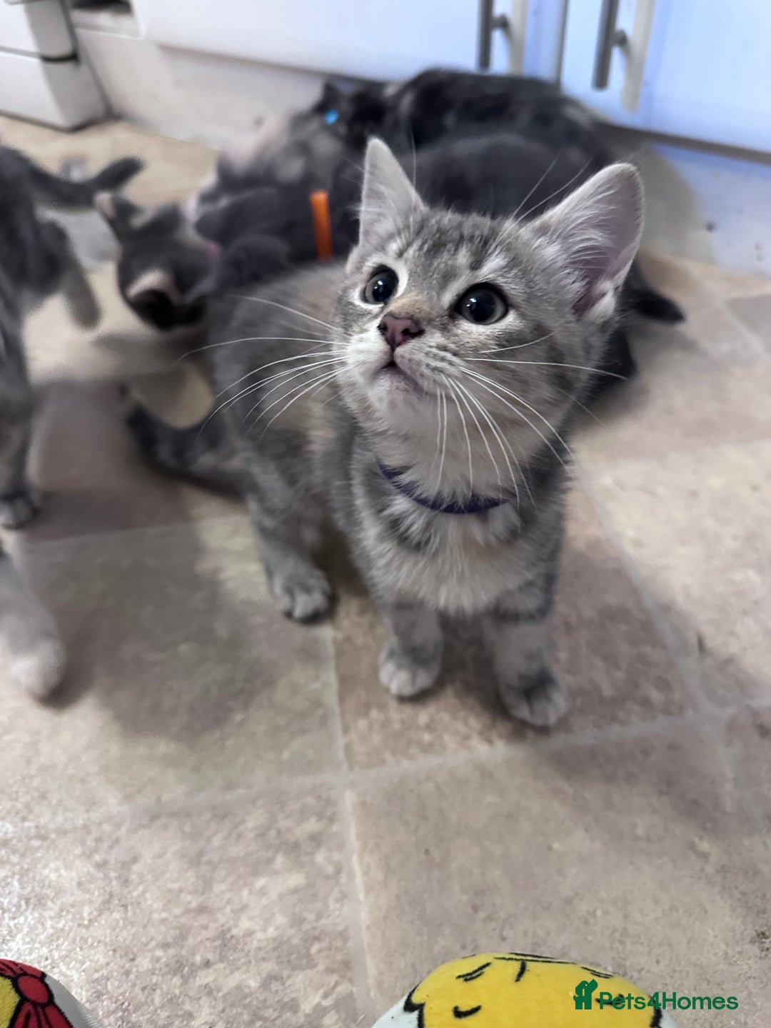 Siberian cats for sale: Siberian cross kittens - Image 7